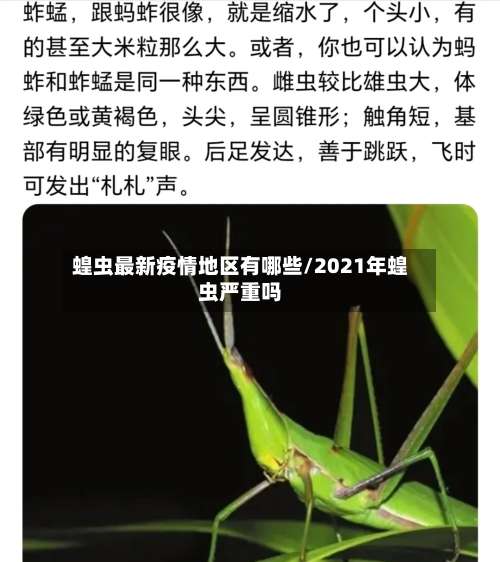 蝗虫最新疫情地区有哪些/2021年蝗虫严重吗-第1张图片