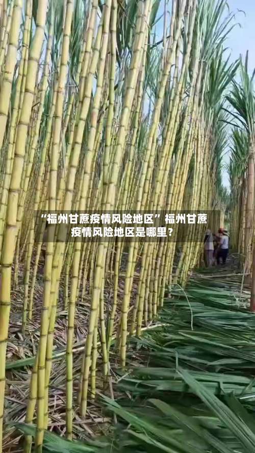 “福州甘蔗疫情风险地区	” 福州甘蔗疫情风险地区是哪里？-第1张图片
